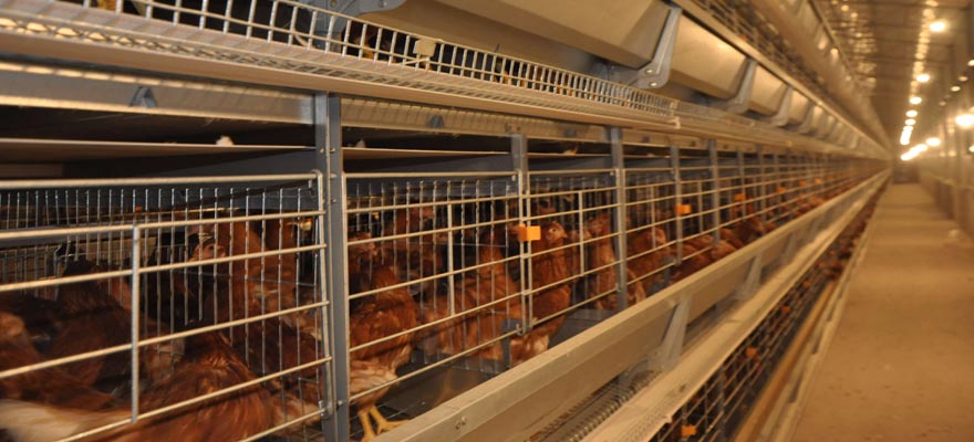 Aviary Housing Vs Battery Cage System