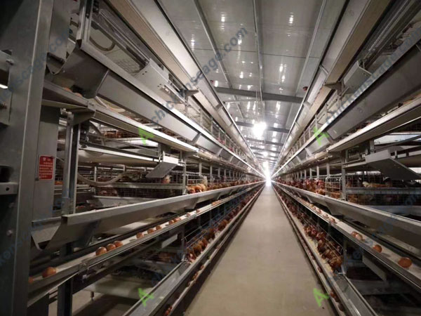 automatic chicken layer cage case in Pretoria