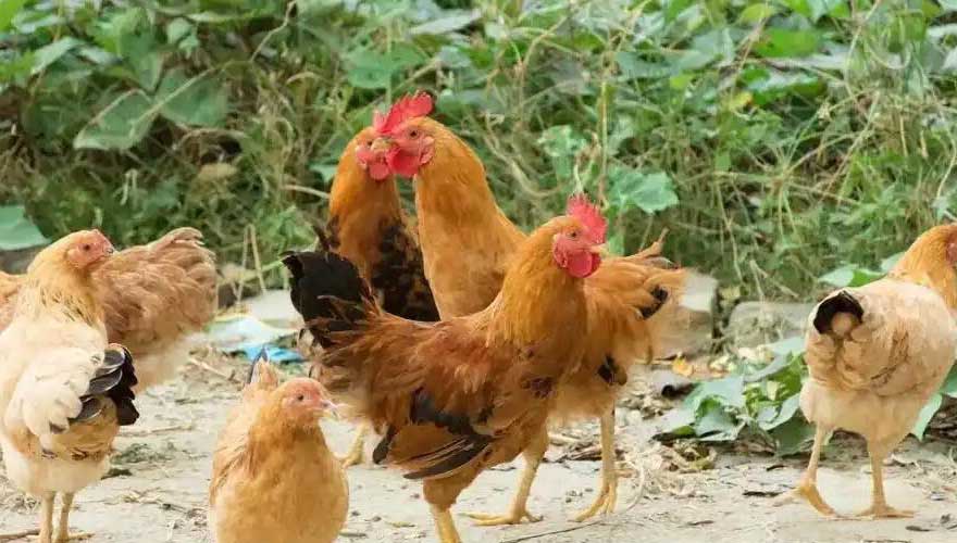 beak trimming for preventing chicken pecking