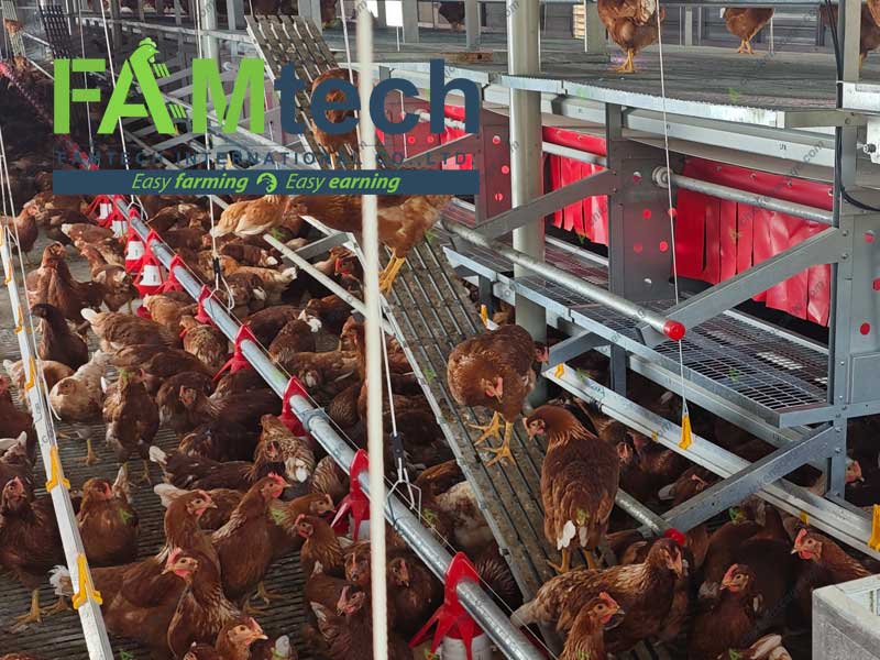 advantages of aviary housing