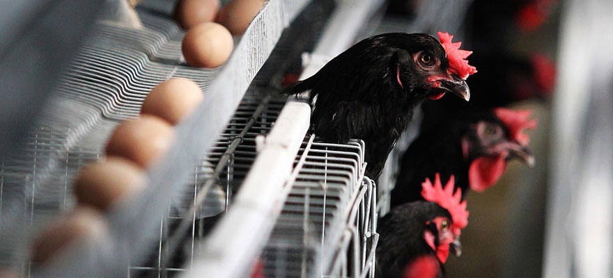 best cage for laying chicken