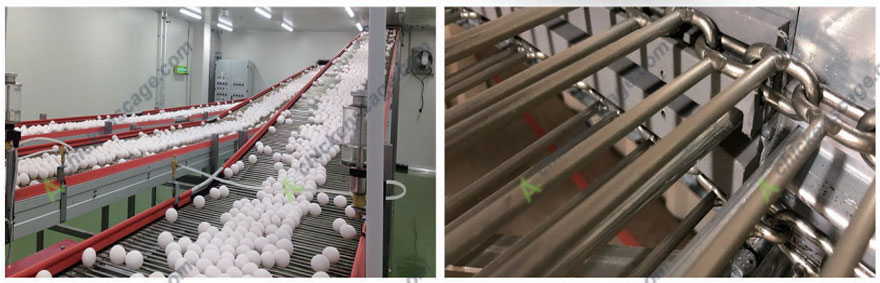 egg collecting system