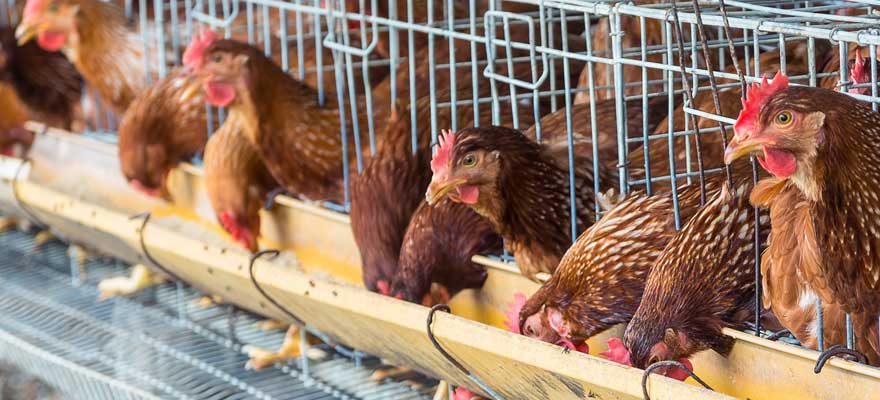 chicken feeding suggestions