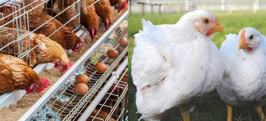 chicken breeding types