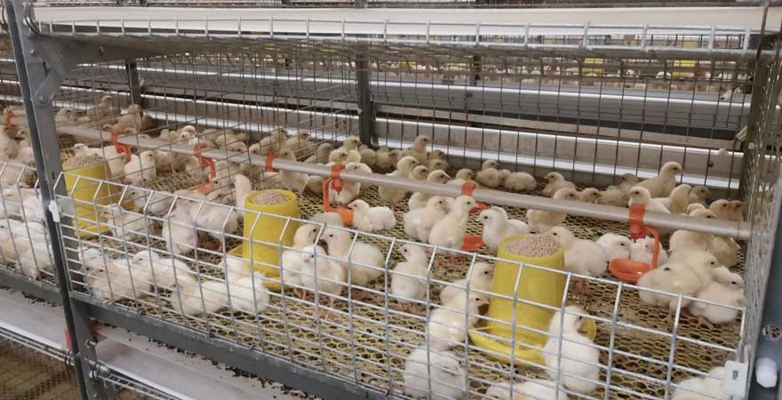 feeding management of broilers