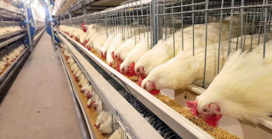 broiler breeding management