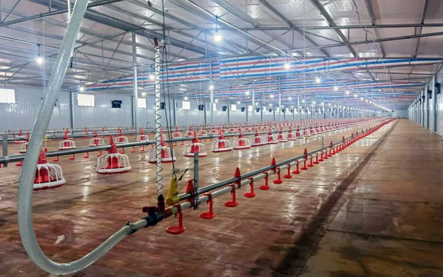 broiler poultry farm design solution