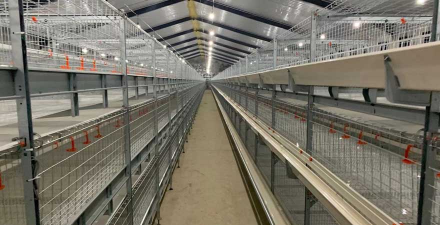 broiler cage equipment management