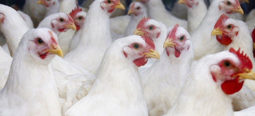 broilers for chicken farming in South Africa