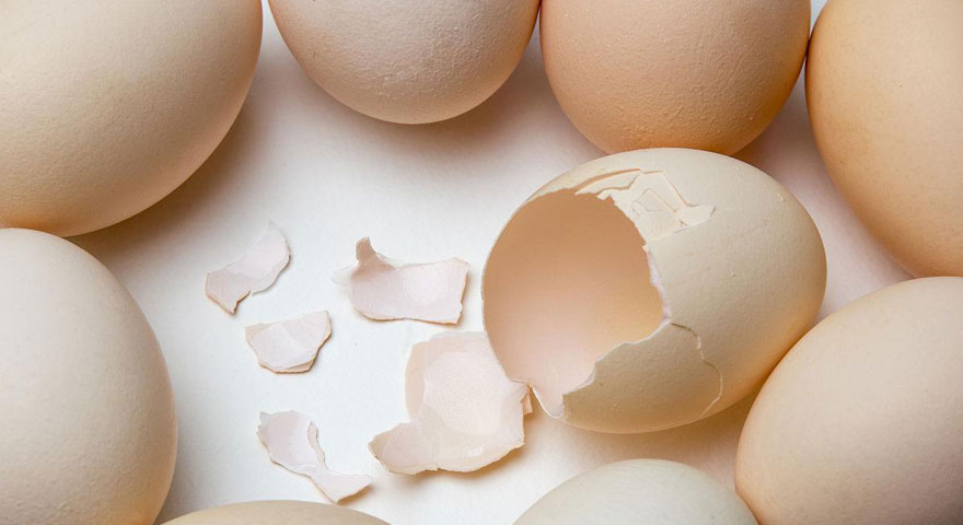broken chicken eggshell