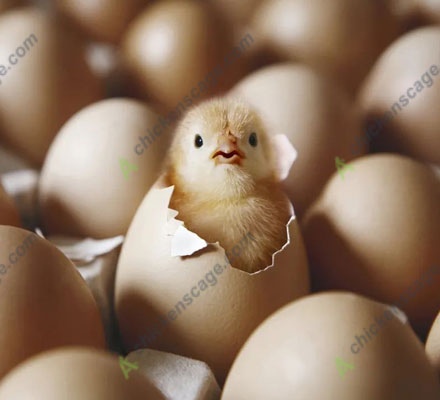 function two chick out of egg shell