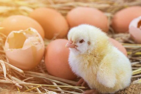 chicken egg hatching