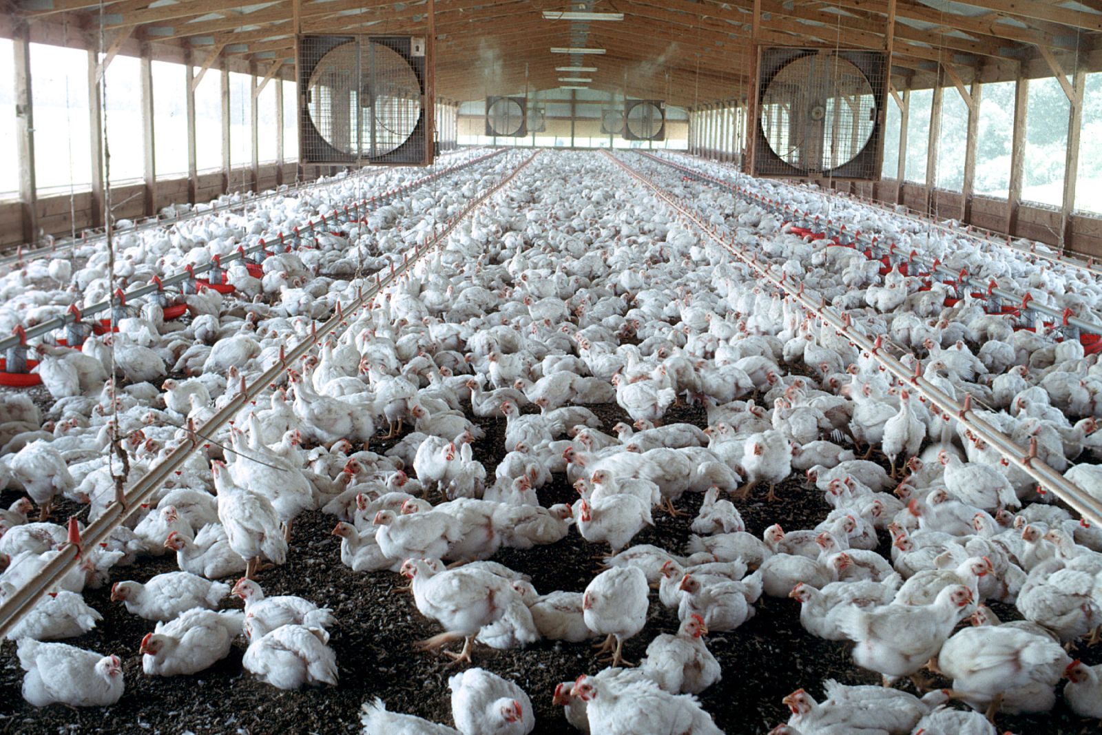 chicken farming development in South Africa