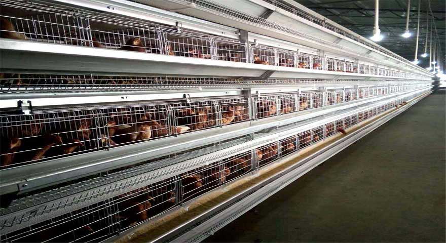 10000 birds chicken breeder cage system