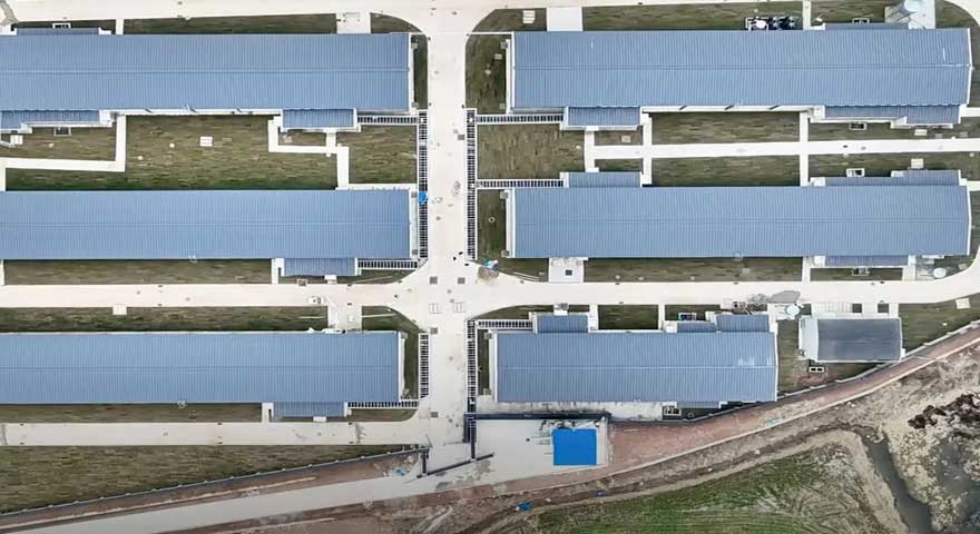 chicken house project for 10000 parent breeders