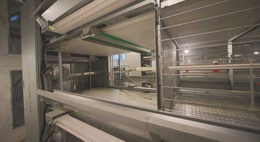 estimated cost of 10000 chiken breeding cage farm