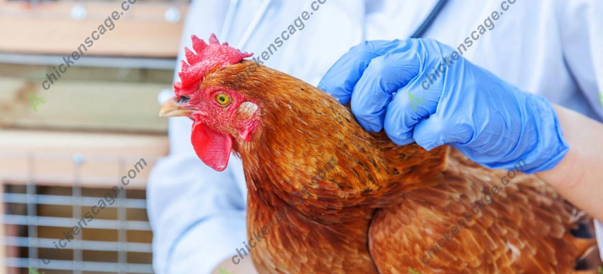 health examination for chickens