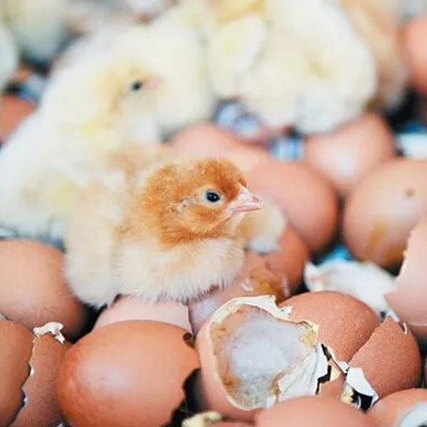 chicken eggs after hatching