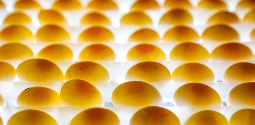 eggs in large capacity cabinet incubator