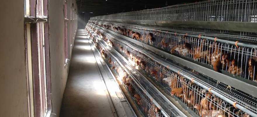 a chicken farm using steel egg laying cage