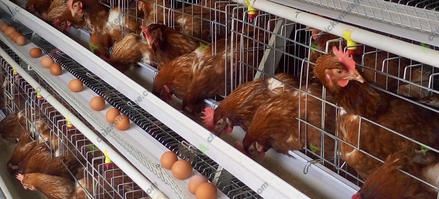 chicken feeding on chicken farms