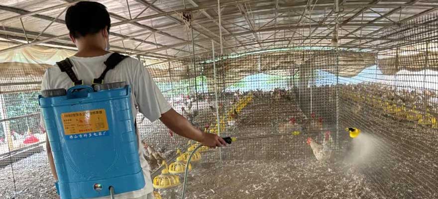 problems of chicken manure not cleaned