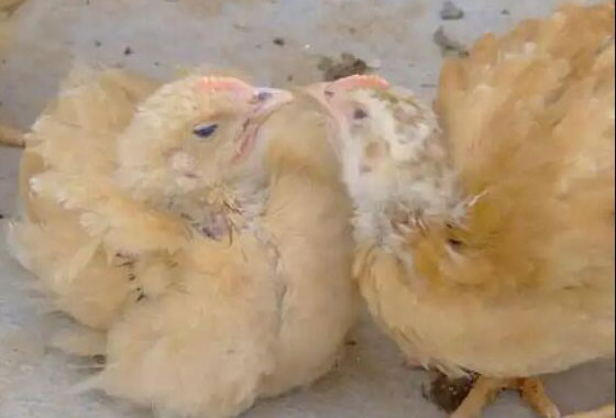 chicken pecking each other