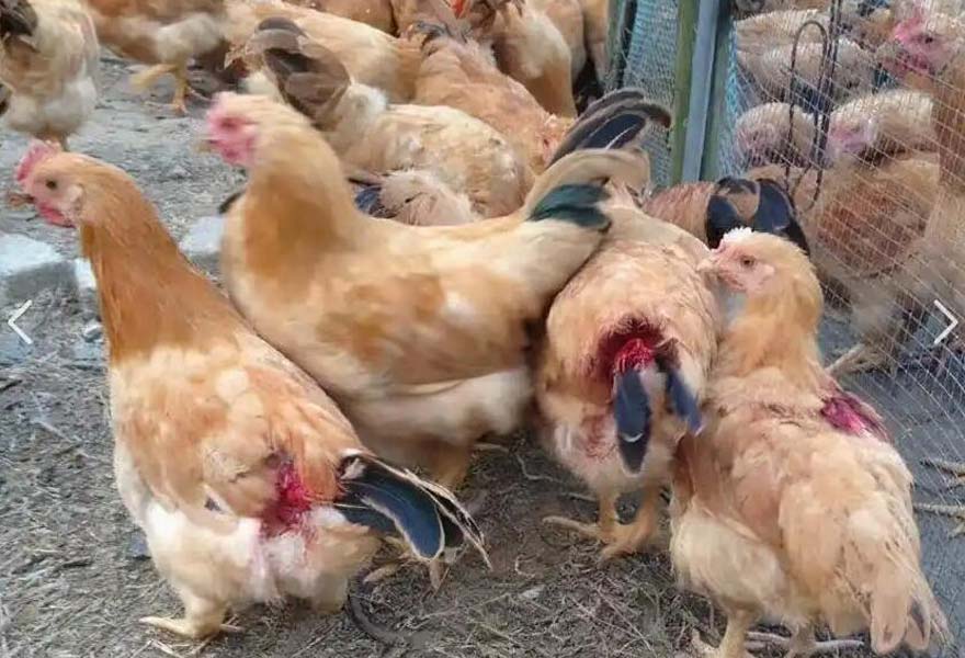chicken pecking on others