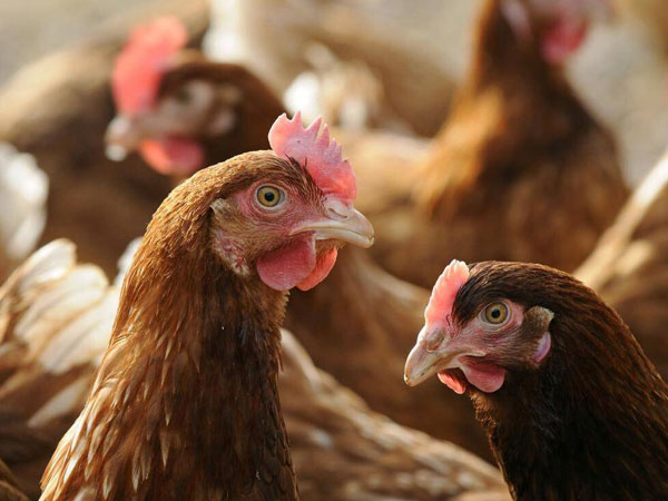 comfortable laying hens 
