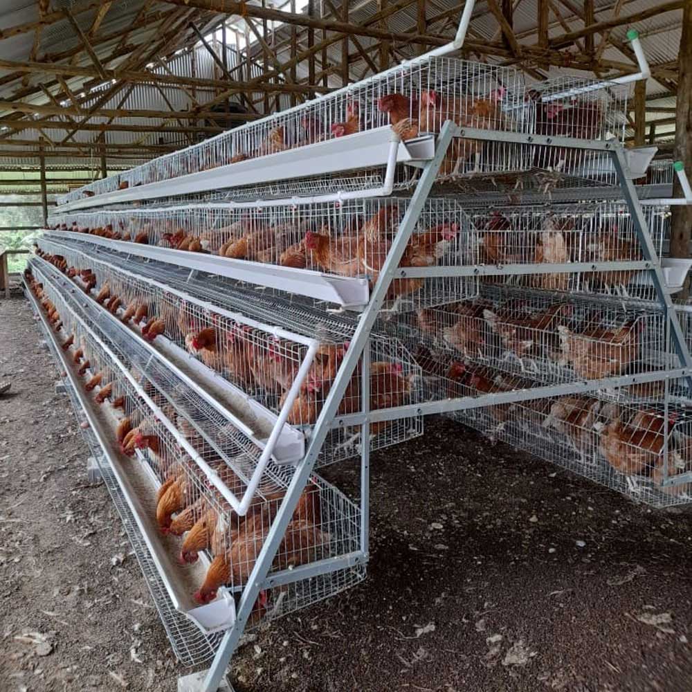 Commercial Chicken Coops