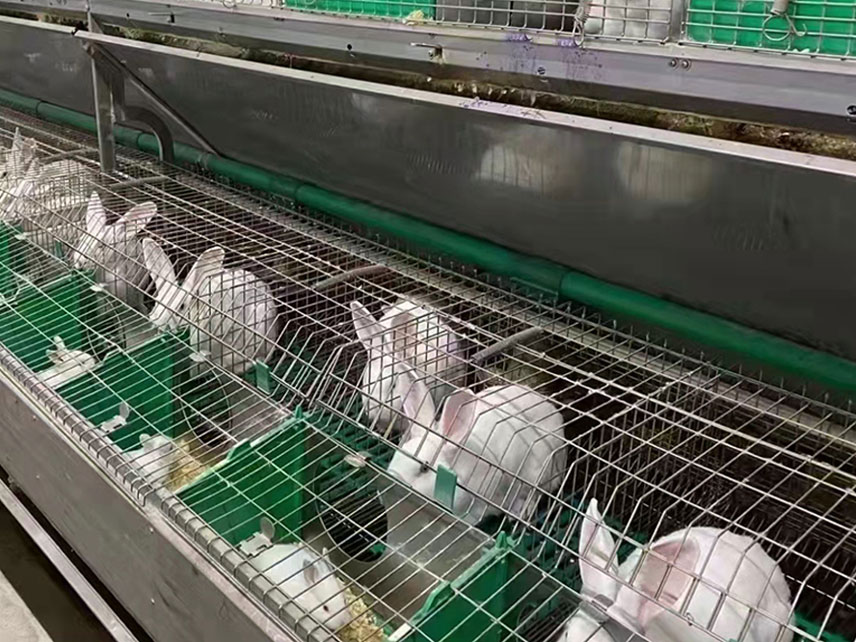 Rabbit crates 2024