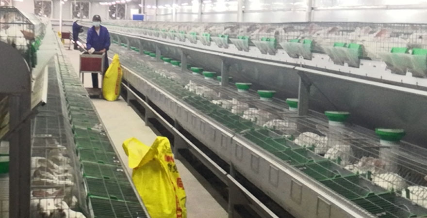 features of commercial rabbit farming cage