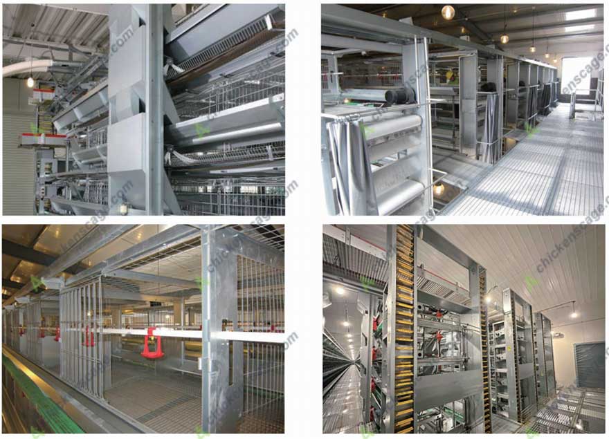 core advantages of chicken breeder cages