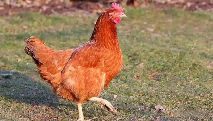 prevent chicken pecking with multiple measures