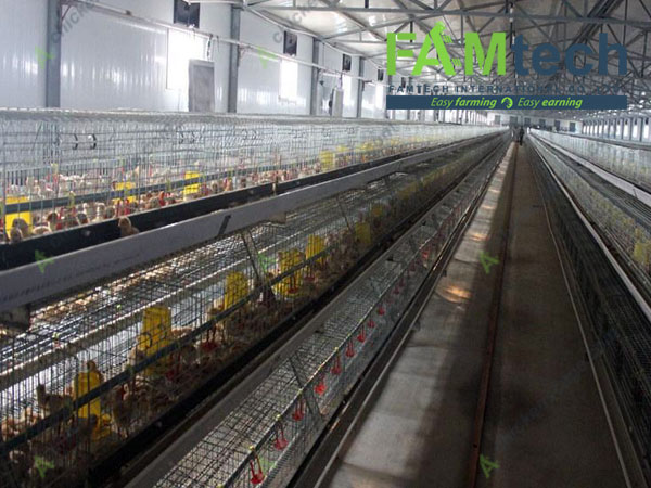 custom broiler farm solution