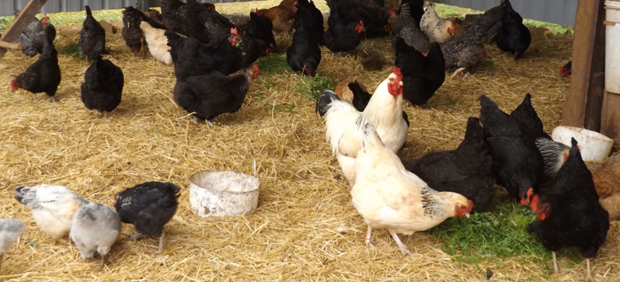 Improving Animal Welfare with Deep Litter Poultry House Design