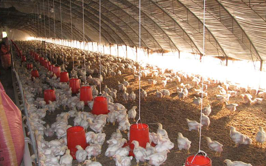 deep litter system for chicken farming