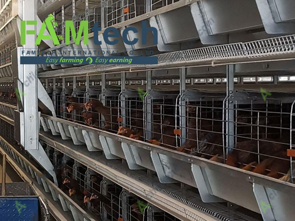 design of h type layer chicken cage