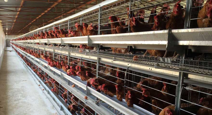 disease control in battery cage for layers