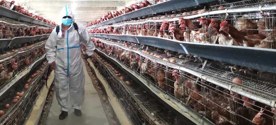 disinfection for chicken house