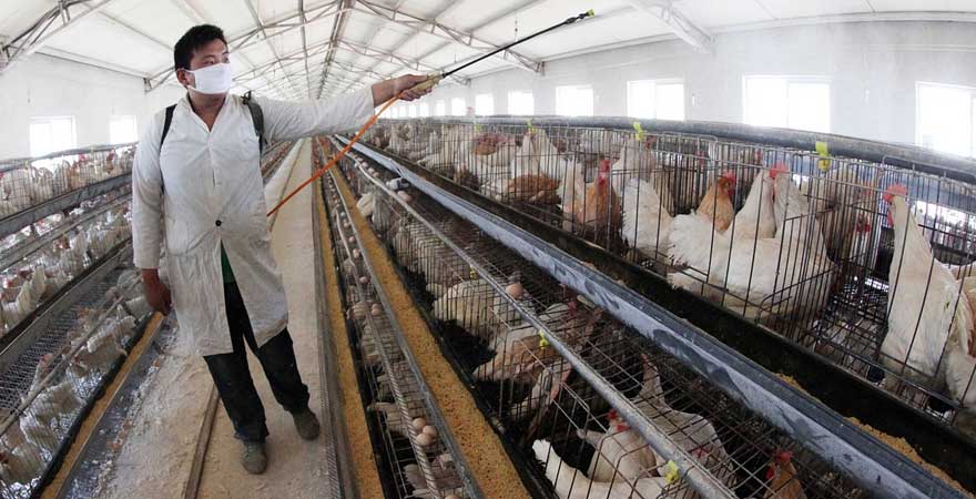 disinfection of broiler cage system