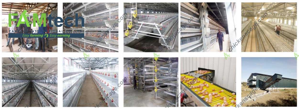 comprehensive poultry farm design solutions and projects