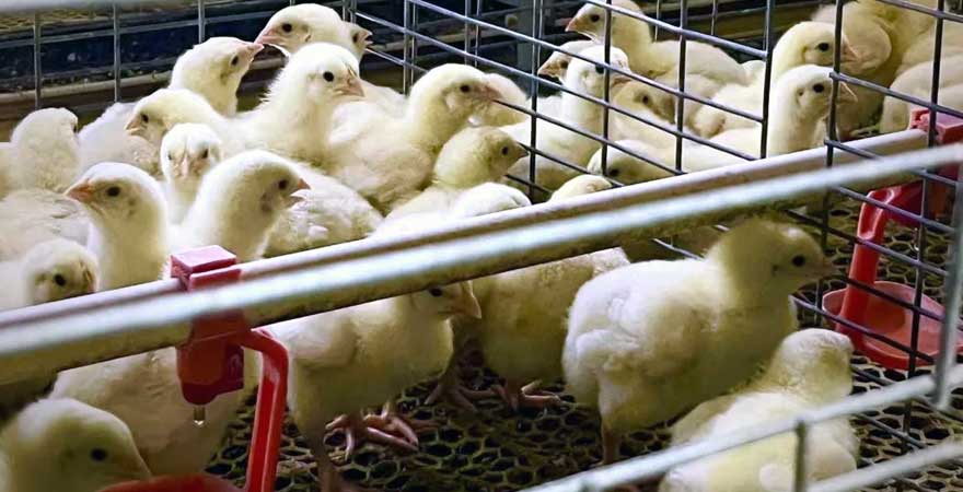 drinking management of broilers