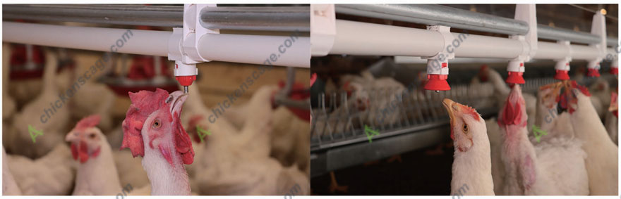 drinking system for breeders