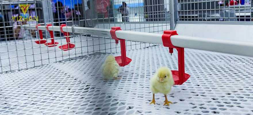 movable feed and drink for chicks