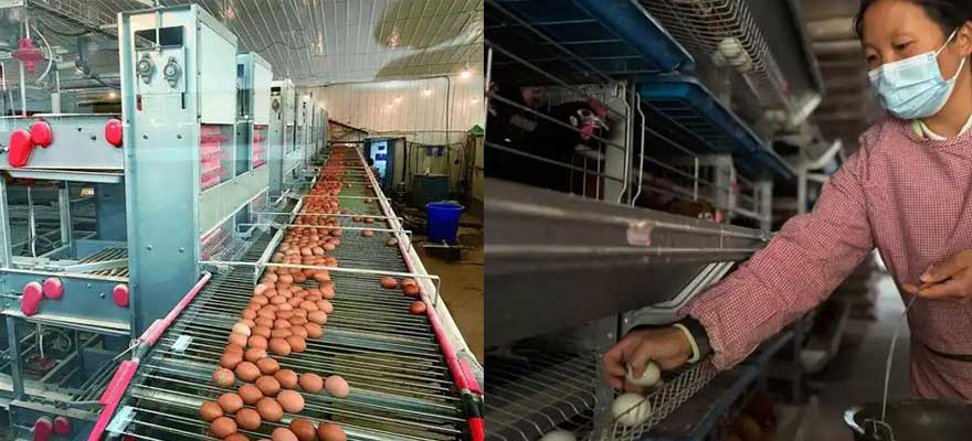 egg collecting method of 3 tier and 4 tier layer cage