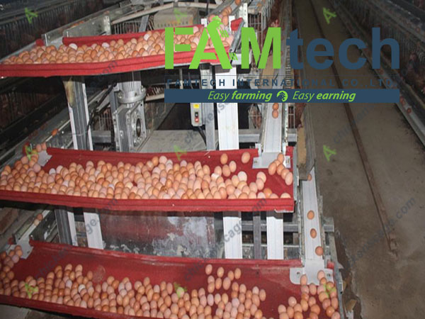 egg collection for 3 tier layer cage