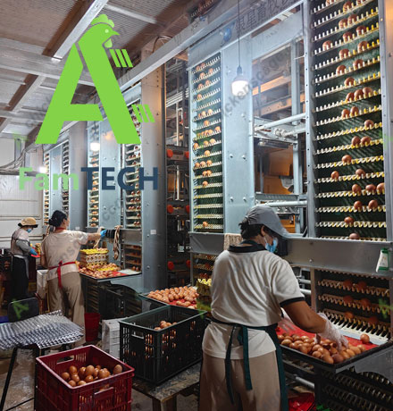 egg collection for 40000 layer farming