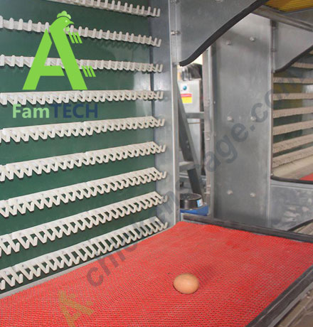 egg collection for 50000 layer farm