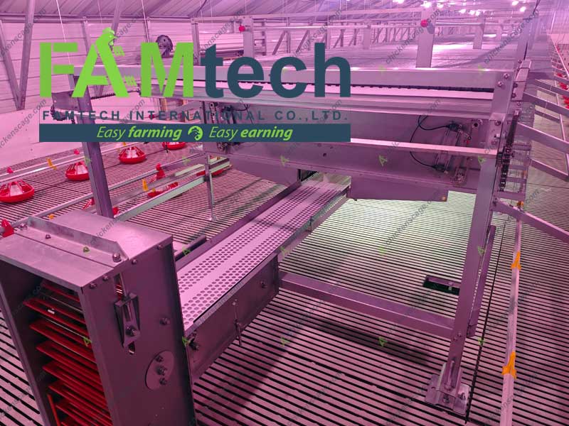 egg collection in aviary sytem